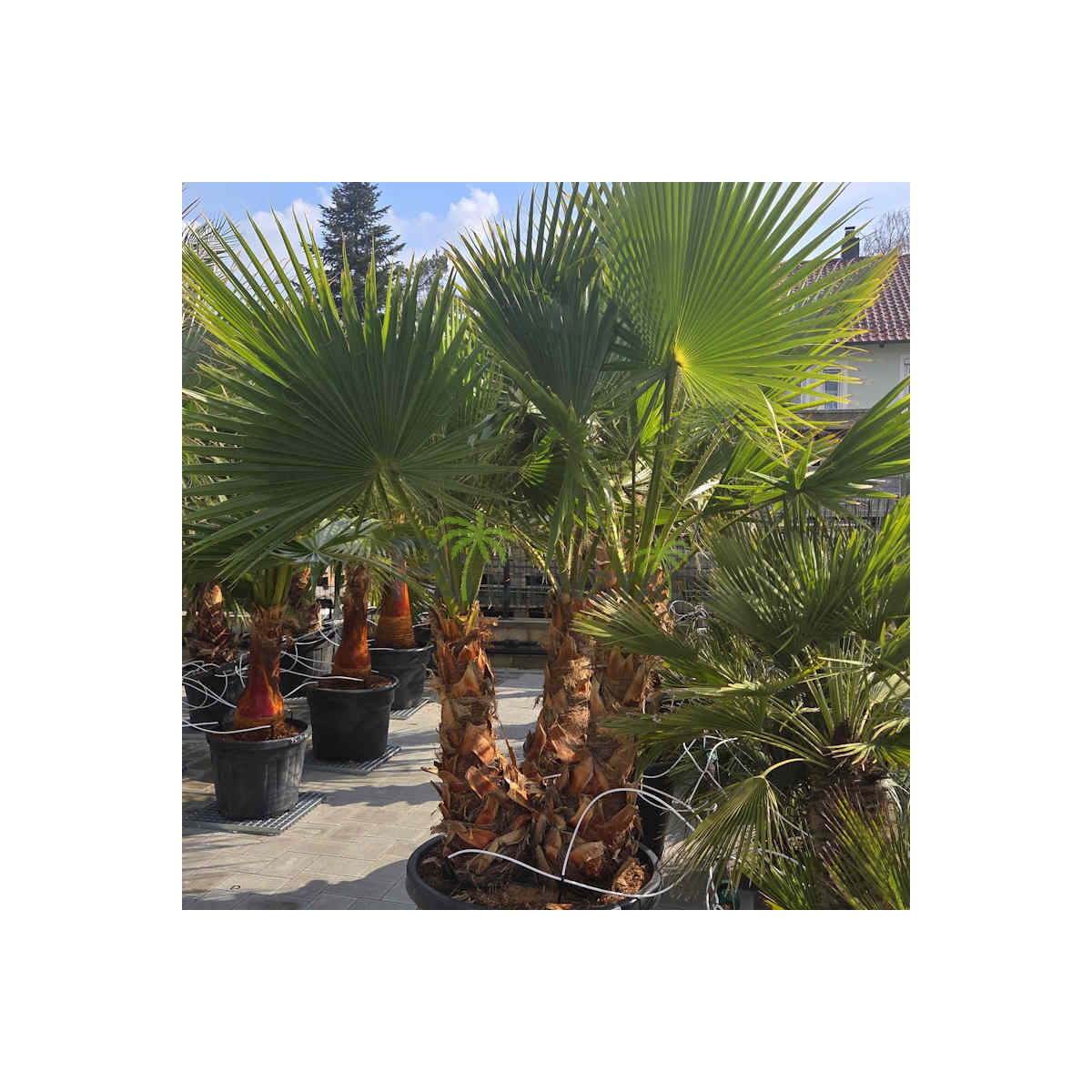 Washingtonia robusta - mexikanische Fächerpalme...