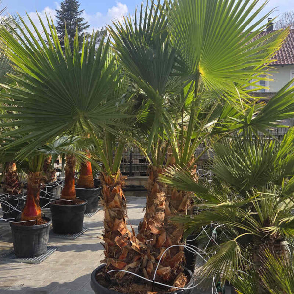 Washingtonia robusta - mexikanische Fächerpalme Mehrstämmig