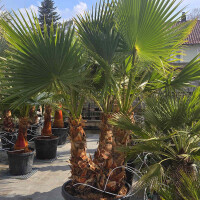Washingtonia robusta - mexikanische Fächerpalme Mehrstämmig