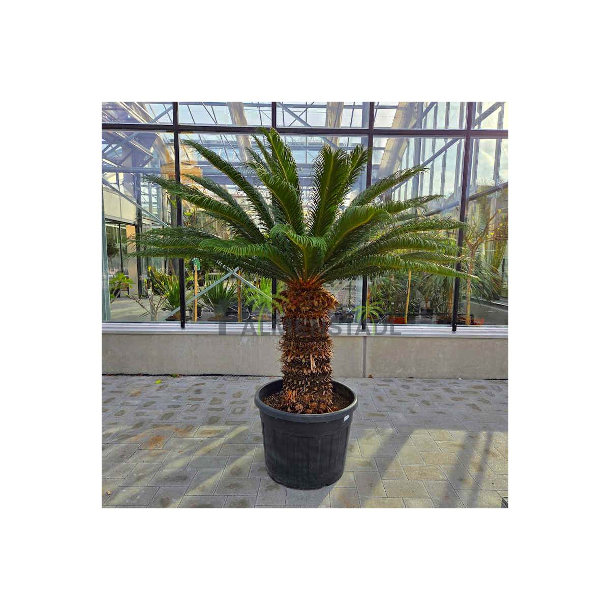 Japanischer Sagopalmfarn 70–80 cm  box