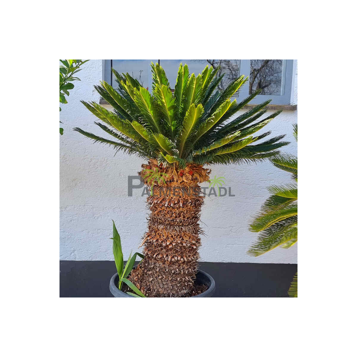 Cycas Revoluta - Japanischer Sagopalmfarn 70 - 80 cm