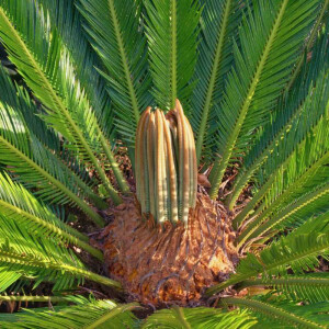 Cycas Revoluta - Japanischer Sagopalmfarn 70 - 80 cm