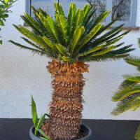 Cycas Revoluta - Japanischer Sagopalmfarn 70 - 80 cm