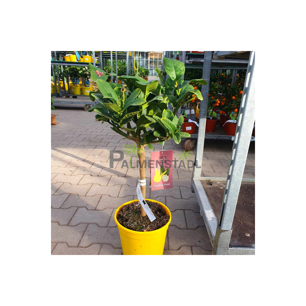 Buddha´s Hand Zitrone - 60-80 cm