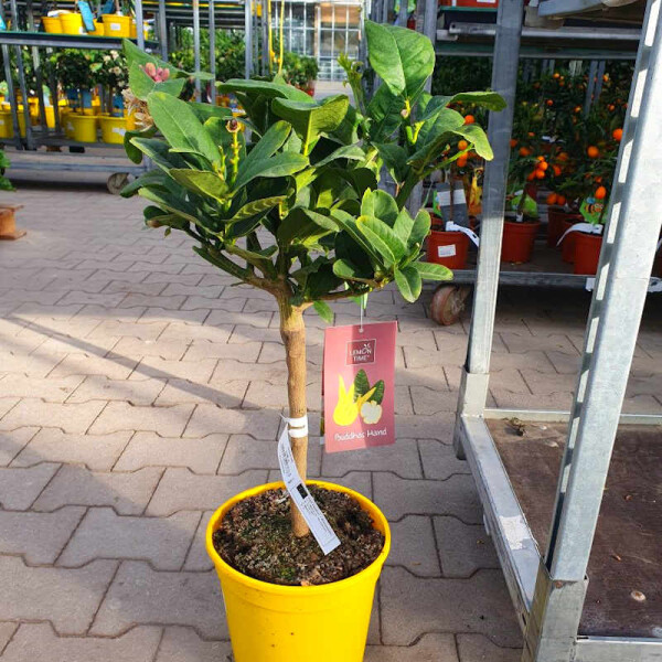 Buddha´s Hand Zitrone - 60-80 cm