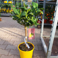 Buddha´s Hand Zitrone - 60-80 cm