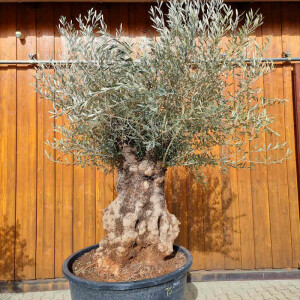 Olivenbaum-Bonsai01 Hojiblanca