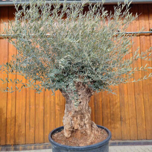 Olivenbaum-Bonsai01 Hojiblanca