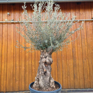 Olivenbaum-Bonsai02 Hojiblanca