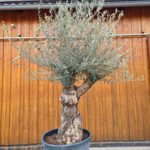 Olivenbaum-Bonsai02 Hojiblanca