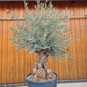 Olivenbaum-Bonsai03 Hojiblanca