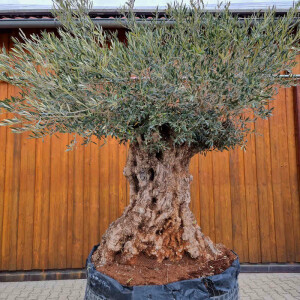 Olivenbaum-Bonsai04 Hojiblanca