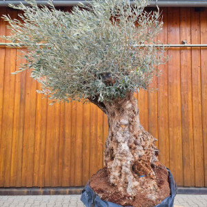Olivenbaum-Bonsai04 Hojiblanca