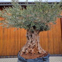 Olivenbaum-Bonsai ST170 Hojiblanca