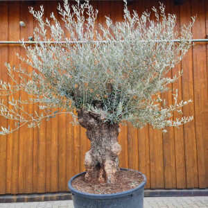 Olivenbaum-Bonsai05 Hojiblanca