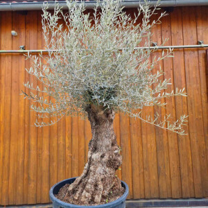 Olivenbaum-Bonsai ST130 Hojiblanca