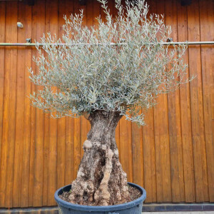 Olivenbaum-Bonsai06 Hojiblanca