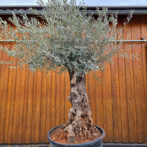 Olivenbaum-Bonsai07 Hojiblanca