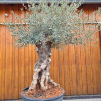 Olivenbaum-Bonsai ST120 Hojiblanca