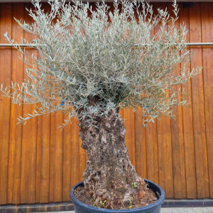 Olivenbaum-Bonsai08 Hojiblanca