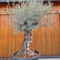 Olivenbaum-Bonsai ST130 Hojiblanca