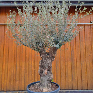 Olivenbaum-Bonsai09 Hojiblanca