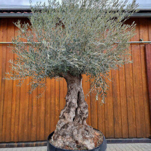 Olivenbaum-Bonsai10 Hojiblanca
