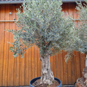Olivenbaum-Bonsai11 Hojiblanca