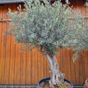 Olivenbaum-Bonsai11 Hojiblanca