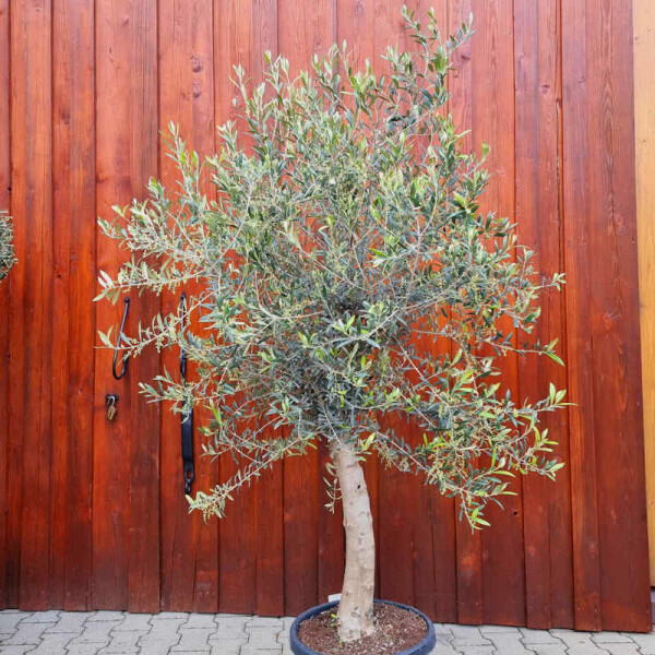 Olea Europaea - Olivenbaum