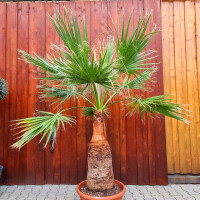 Washingtonia filifera - Kalifornische Fächerpalme 90cm geschält