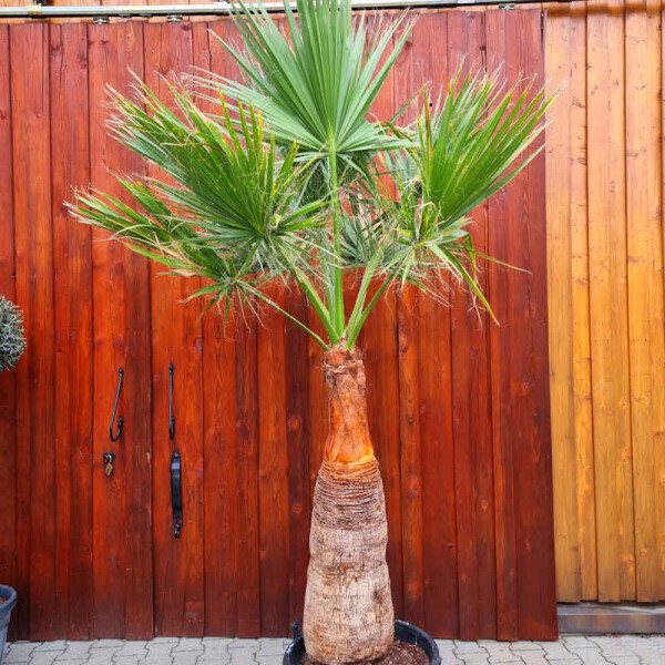 Washingtonia filifera - Kalifornische Fächerpalme 120cm geschält