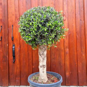 Olea Europaea - Olivenbaum