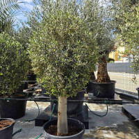 Olivenbaum Stammumfang 30-40 cm, Kategorie 1