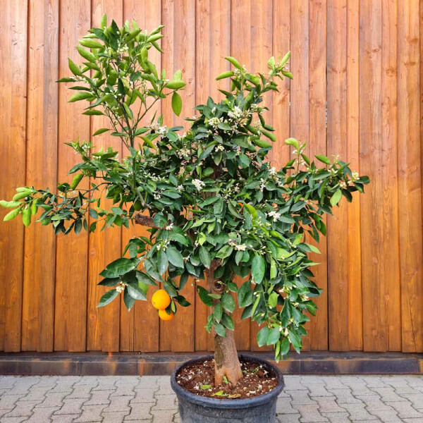 Citrus Sinensis - Orangenbaum SU30-40