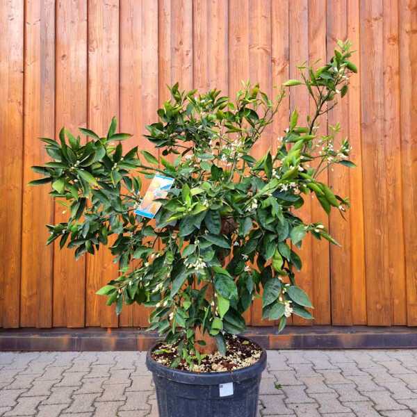 Citrus Sinensis - Orangenbaum SU20-30