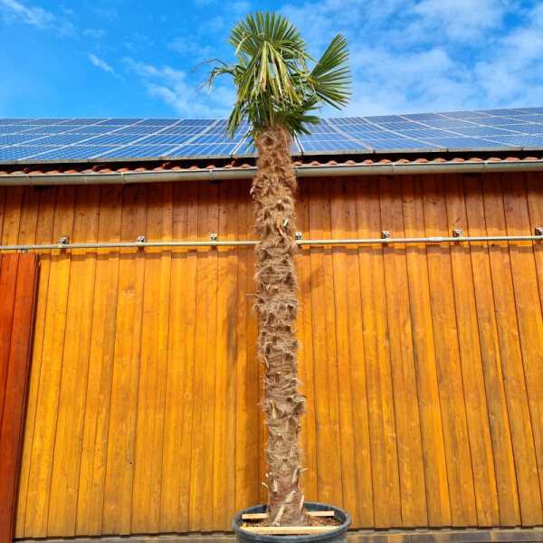 Chinesische Hanfpalme 330-340 cm Stamm