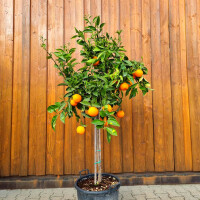 Citrus Sinensis - Orangenbaum 140-160 cm