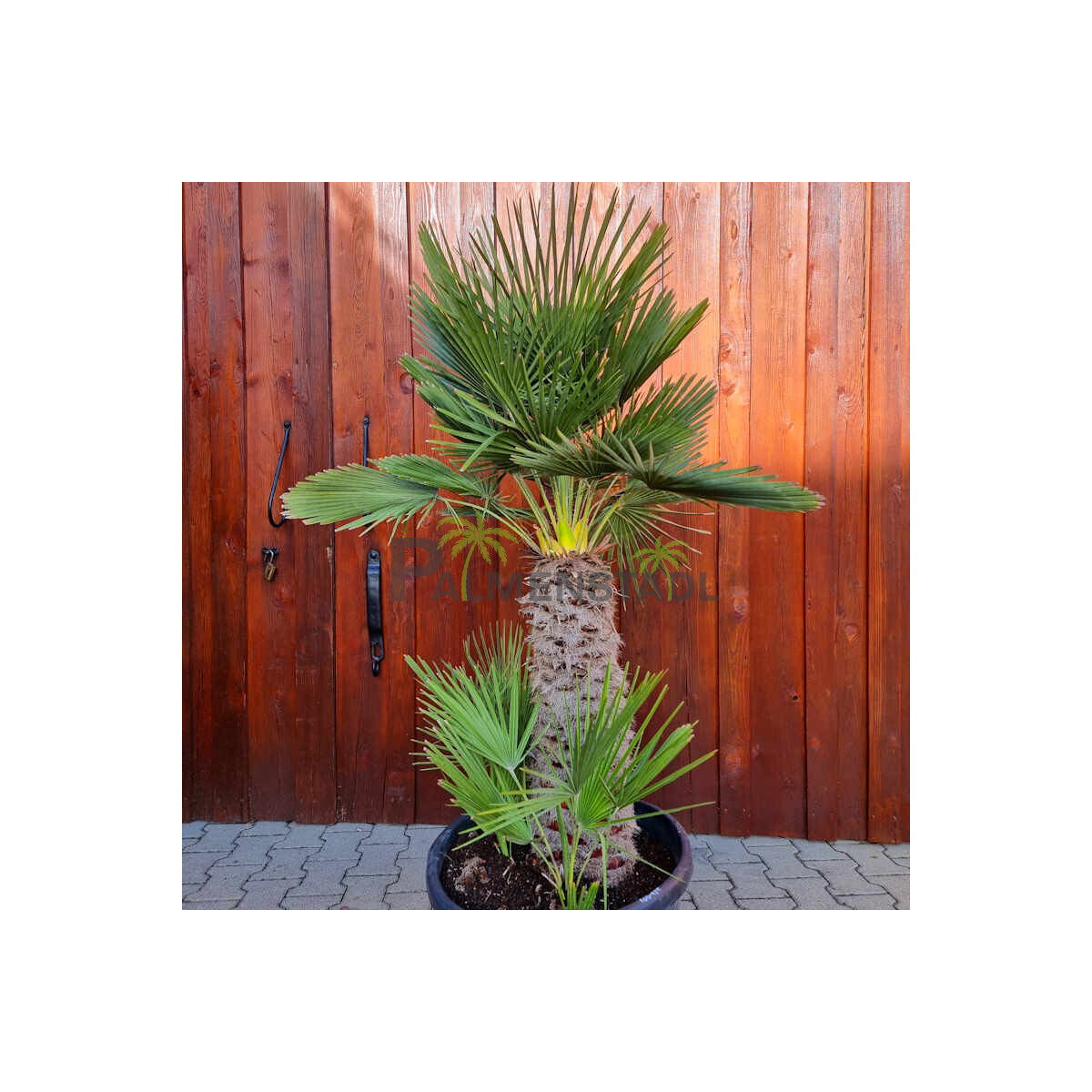 Chamaerops humilis - Zwergpalme S 50-60 cm