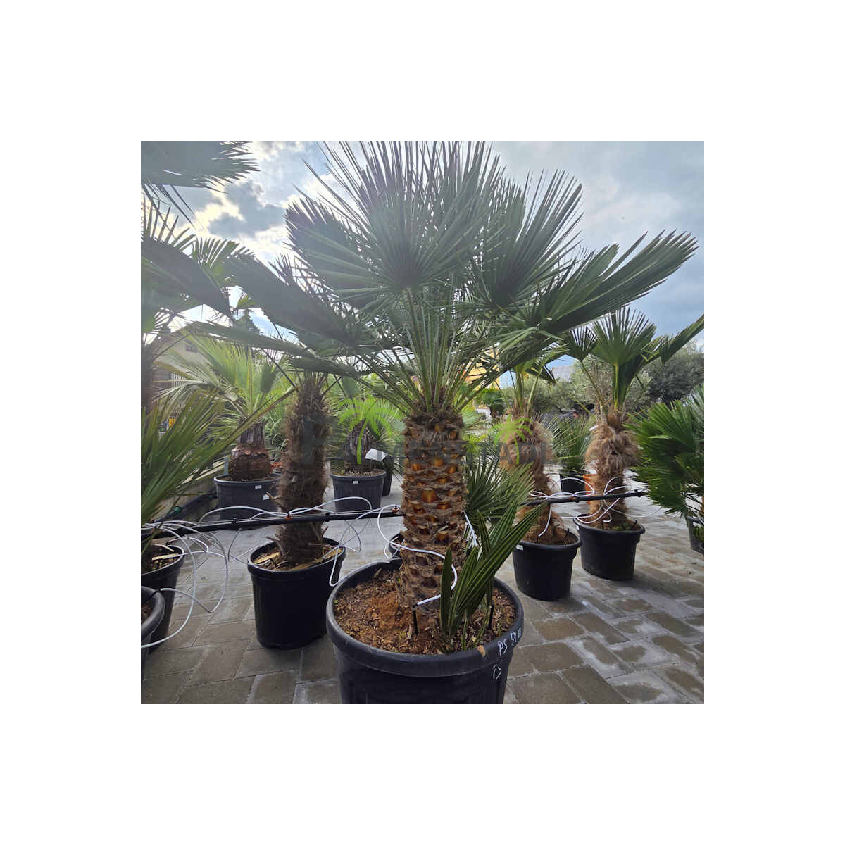 Zwergpalme 60-70 cm Stamm