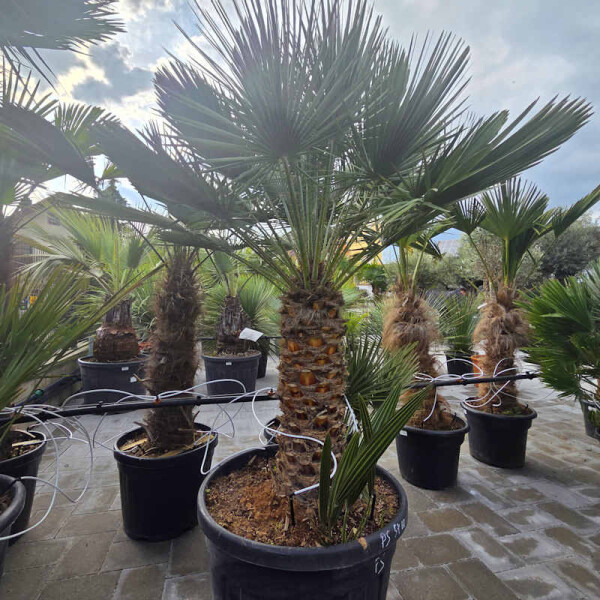 Zwergpalme 60-70 cm Stamm