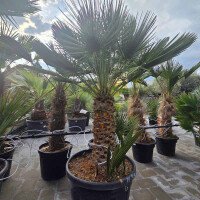 Zwergpalme 60-70 cm Stamm