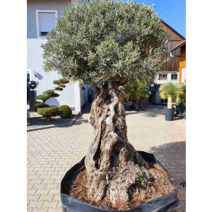 Olivenbaum-Bonsai ST170 Hojiblanca