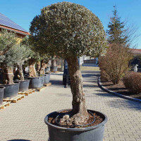 Olivenbaum-Bonsai ST90 Hojiblanca