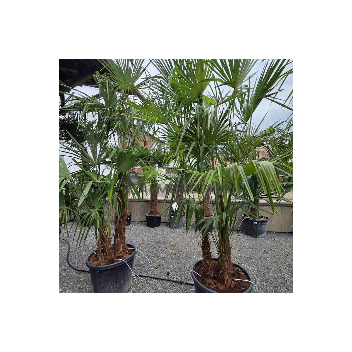 Chinesische Hanfpalme Mehrstamm 90 Ltr.