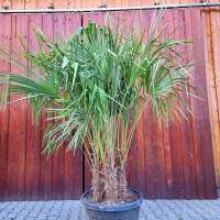 Trachycarpus fortunei - Chinesische Hanfpalme Mehrstamm