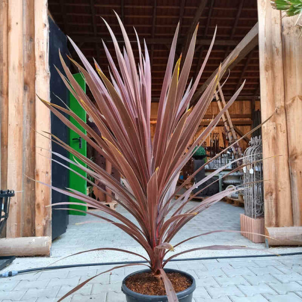 Cordyline australis - Kohlbaum 100-120 cm