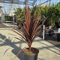 Keulenlilie red star 80-100 cm