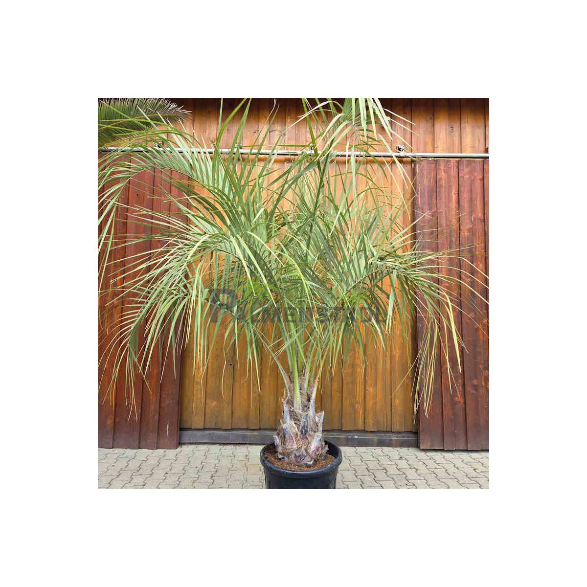 Geleepalme 50-60 cm Stamm