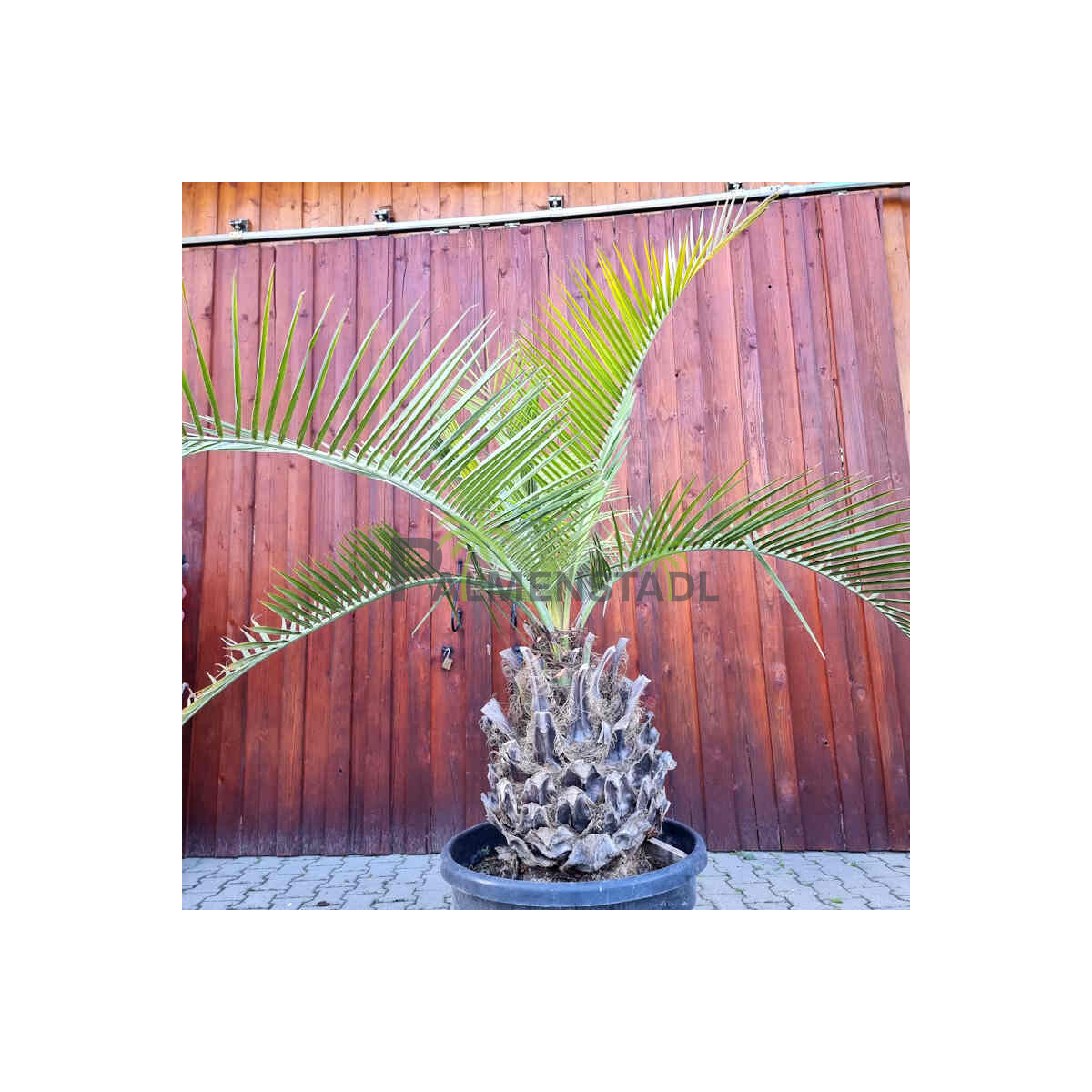 Jubaea chilensis - Honigpalme50 - 60 cm